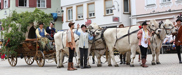 Gespann mit vier Ochsen Bauernschützen 2014