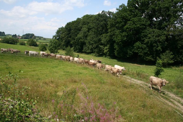 Die Kuhherde kommt von der Weide abends zum Melken