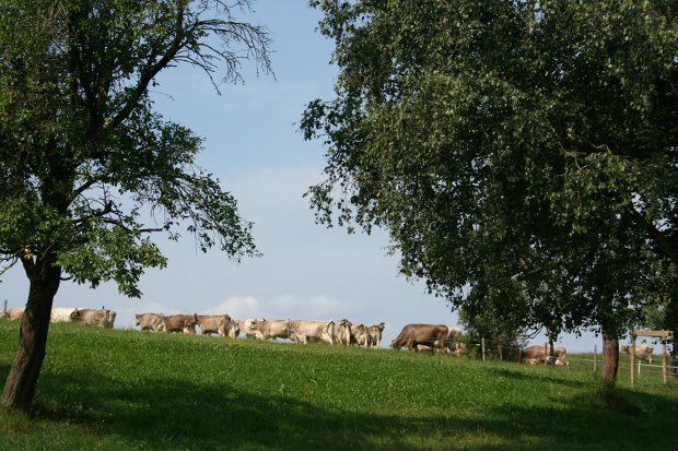 Braunvieherde unter Bäumen