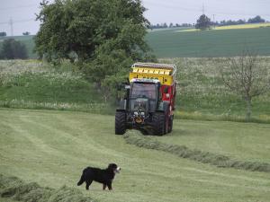 Erste Schnitt Ladewagen mit Hund