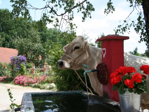Die Kuh Helmara am Brunnen