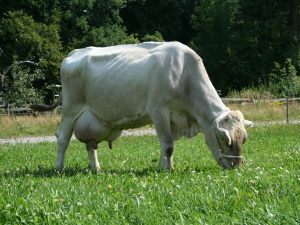 Die Kuh Helmara auf der Weide