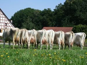 Nachkommen der Kuh Helmara