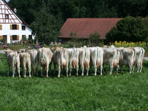 Nachkommen der Kuh Helmara mit aktuellen Kälbern
