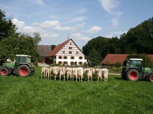 Nachkommen der Kuh Helmara zwischen zwei Fendt Bullog
