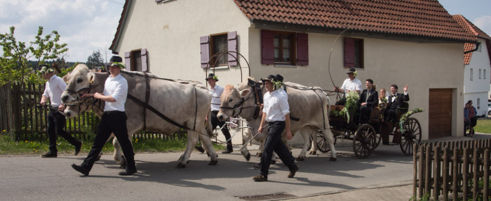 4 Ochsen als Gespann bei der Hochzeit von Nina und Josef