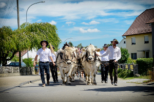 Gespann mit vier Ochsen