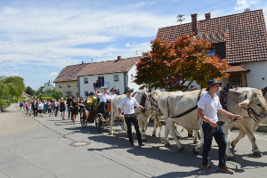 Gespann mit vier Ochsen