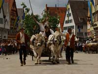 Ochsengespann Schütenfest Biberach